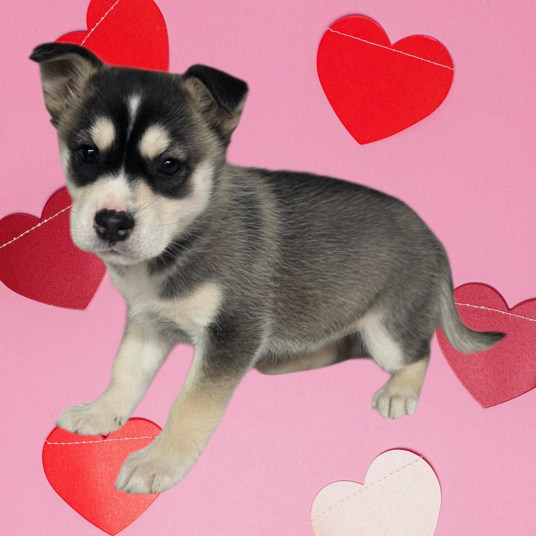 Sadie, adopted, Puppy Female Husky.