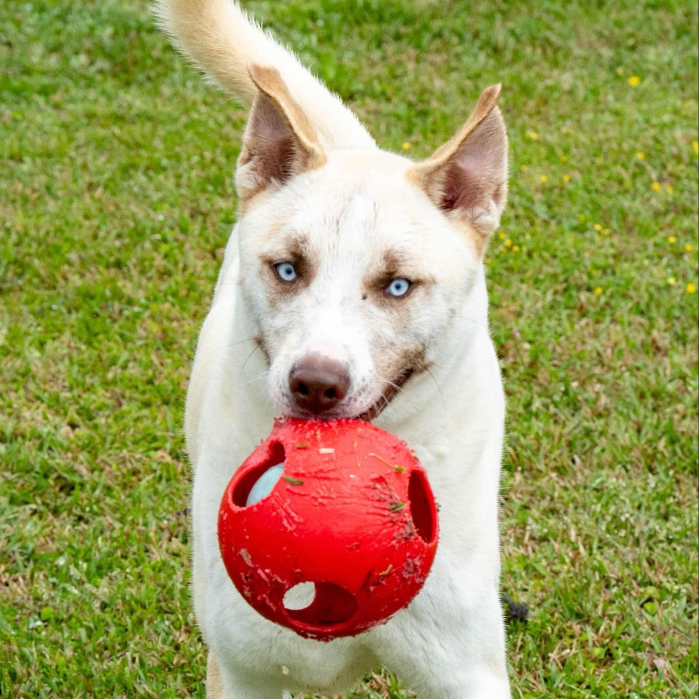 Enlarge Teddy - in boarding foster, an adoptable mixed breed in Myrtle Beach, SC image 2/4