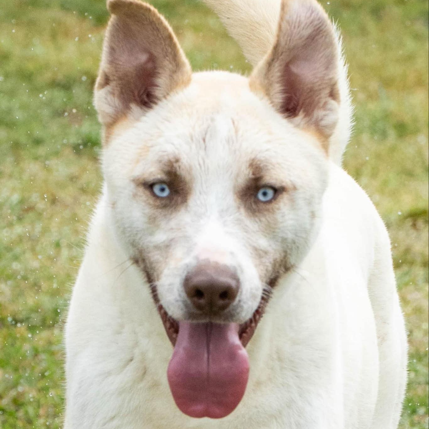Enlarge Teddy - in boarding foster, an adoptable mixed breed in Myrtle Beach, SC image 1/4