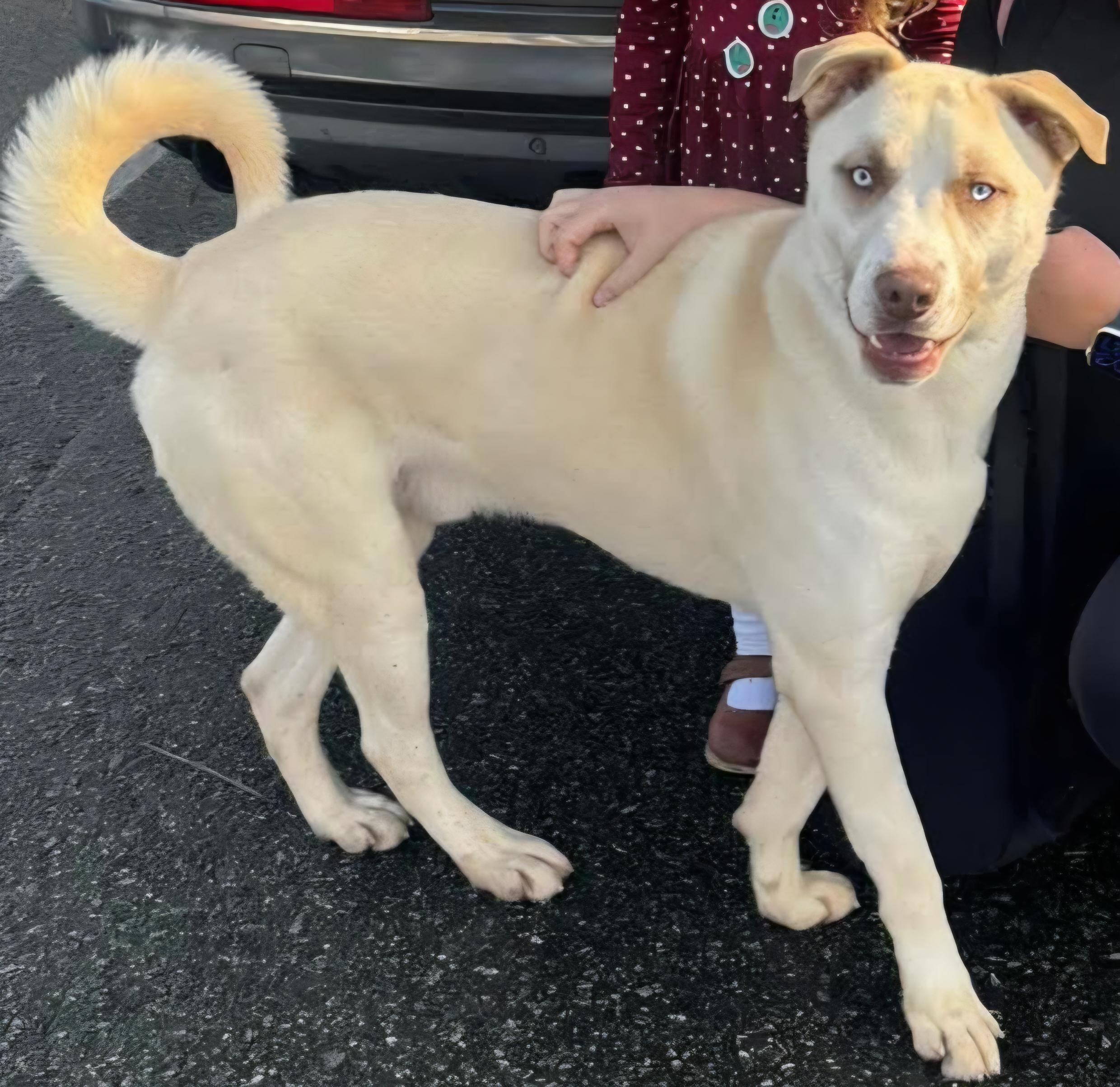 Enlarge Teddy - in boarding foster, an adoptable mixed breed in Myrtle Beach, SC image 3/4