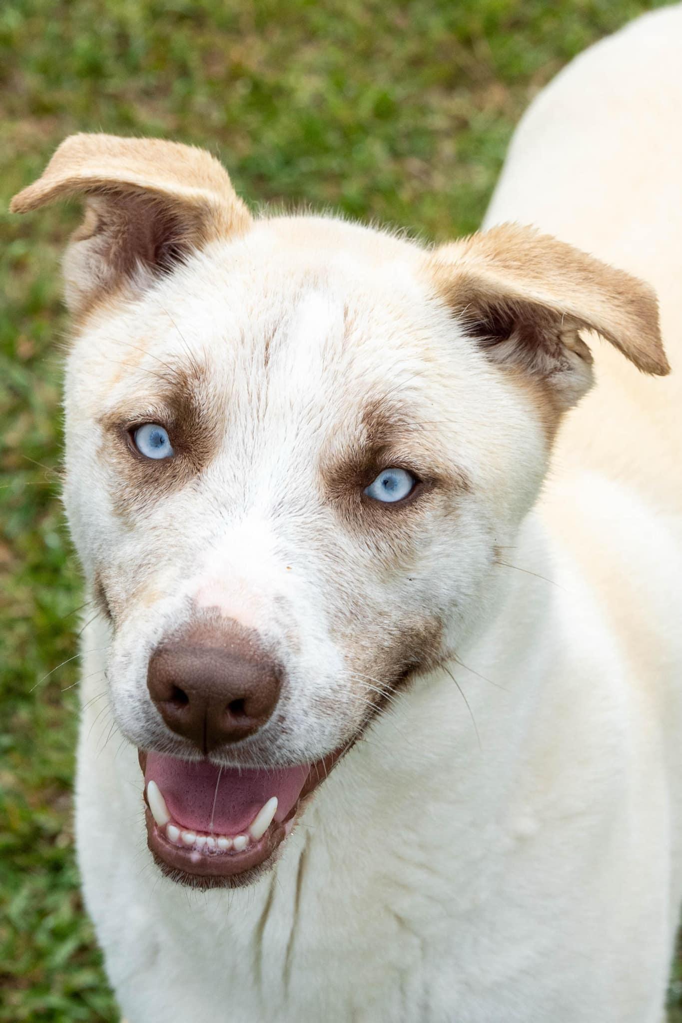 Enlarge Teddy - in boarding foster, an adoptable mixed breed in Myrtle Beach, SC image 4/4