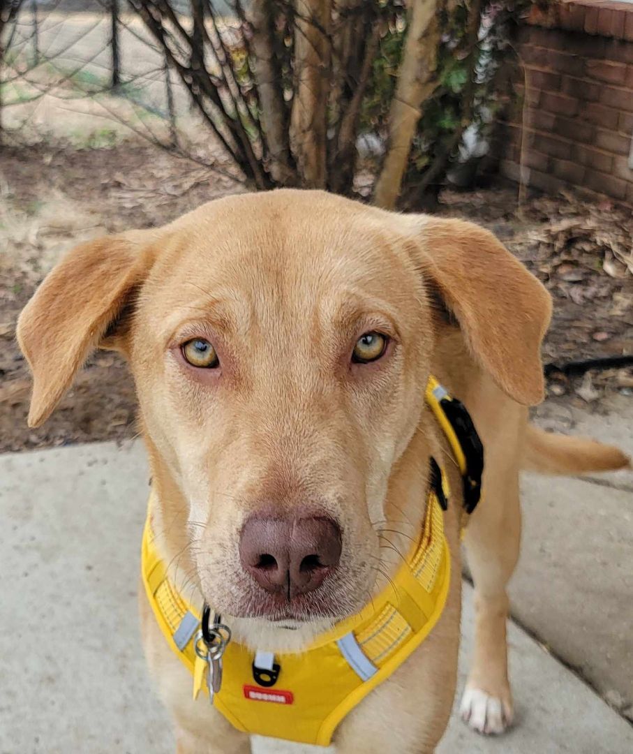 Aria, Young Female Yellow Labrador Retriever