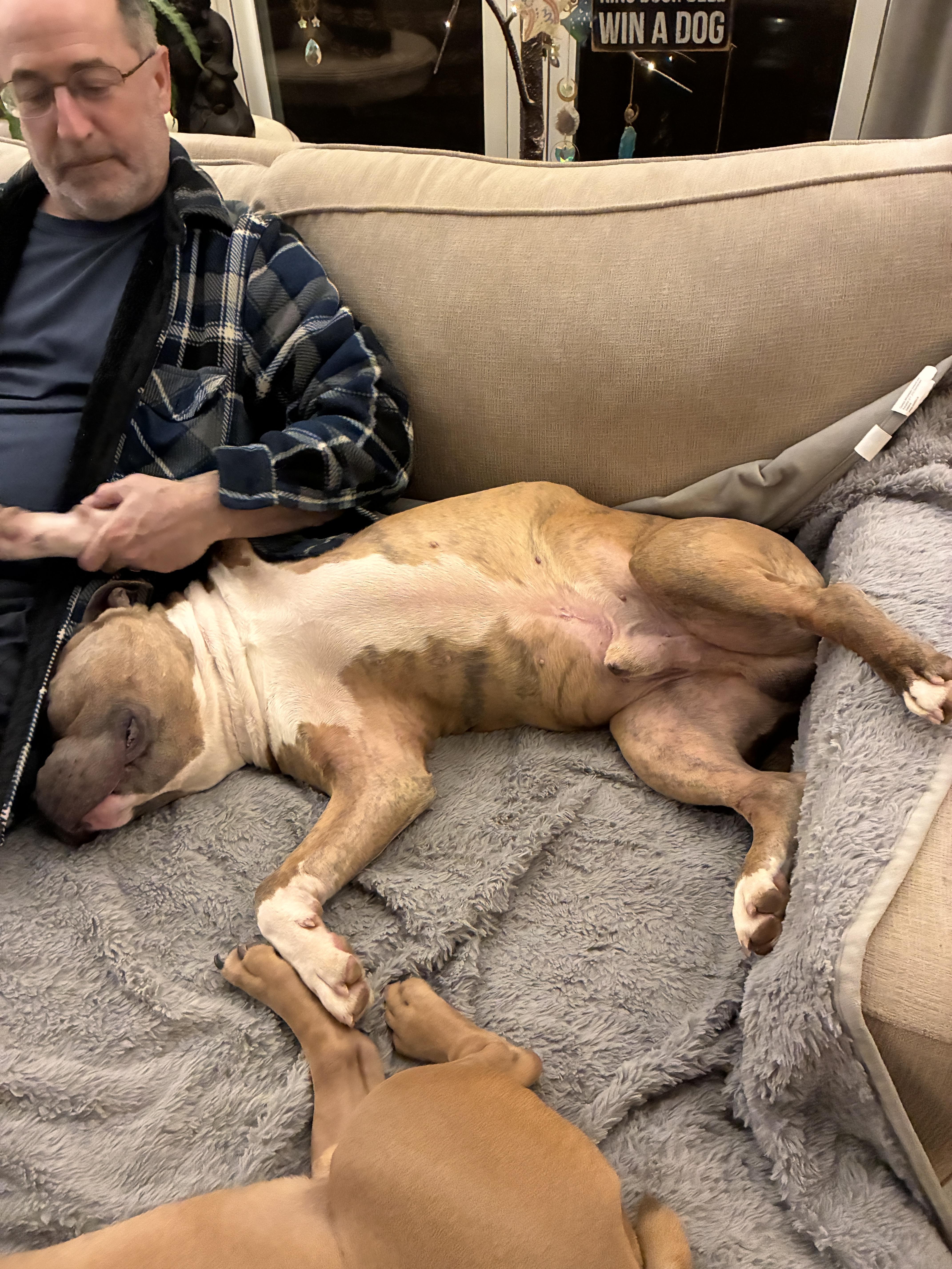 Enlarge Blade , a Adoptable mixed breed in Arlington , VA image 2/5