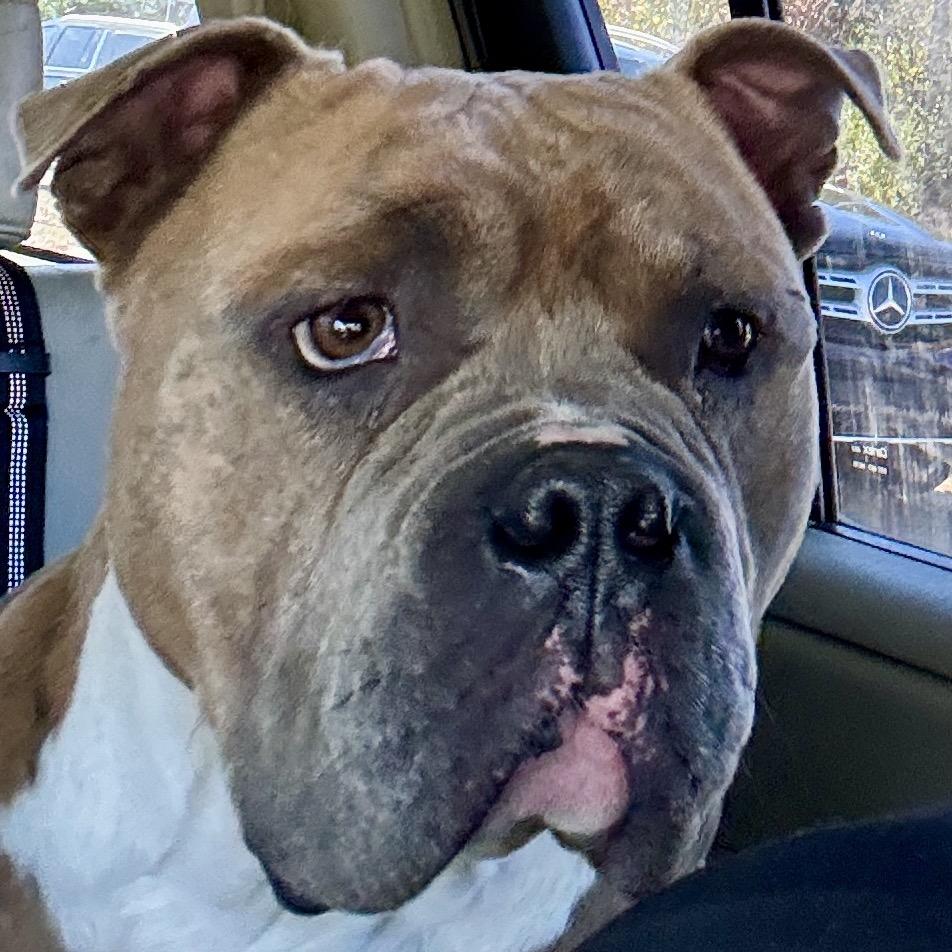 Blade , Adoptable, Adult Male American Bulldog & English Bulldog.