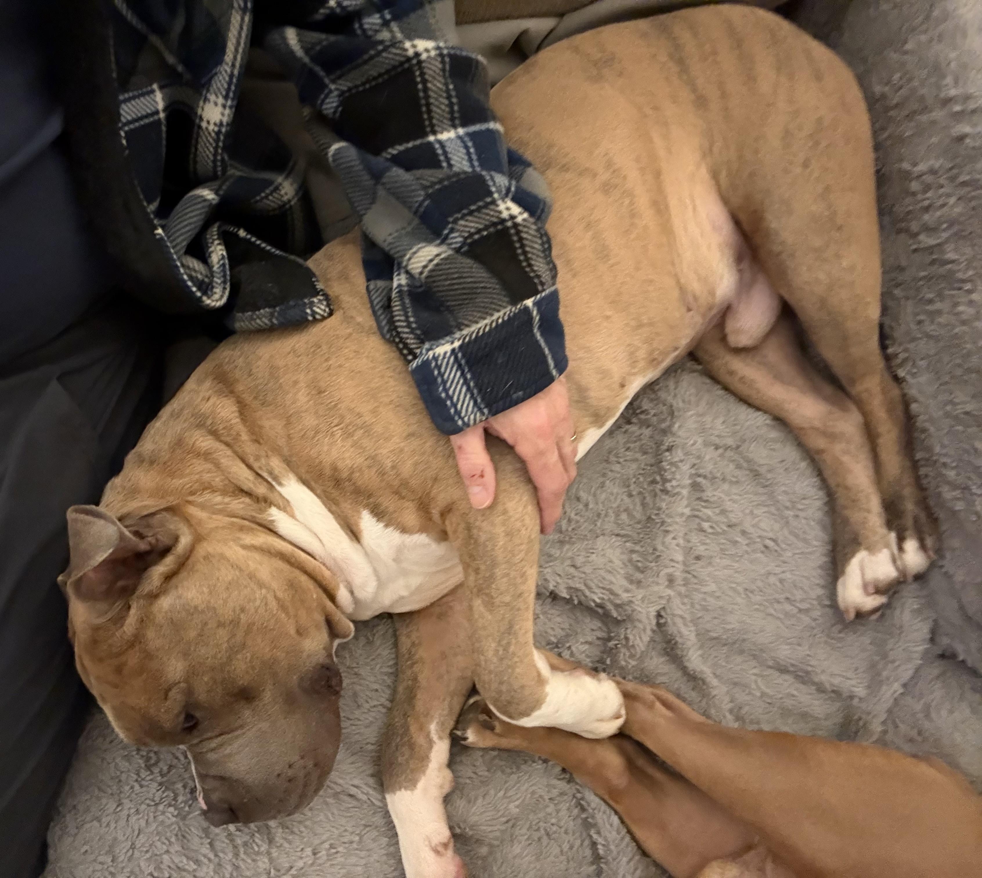 Enlarge Blade , a Adoptable mixed breed in Arlington , VA image 4/5