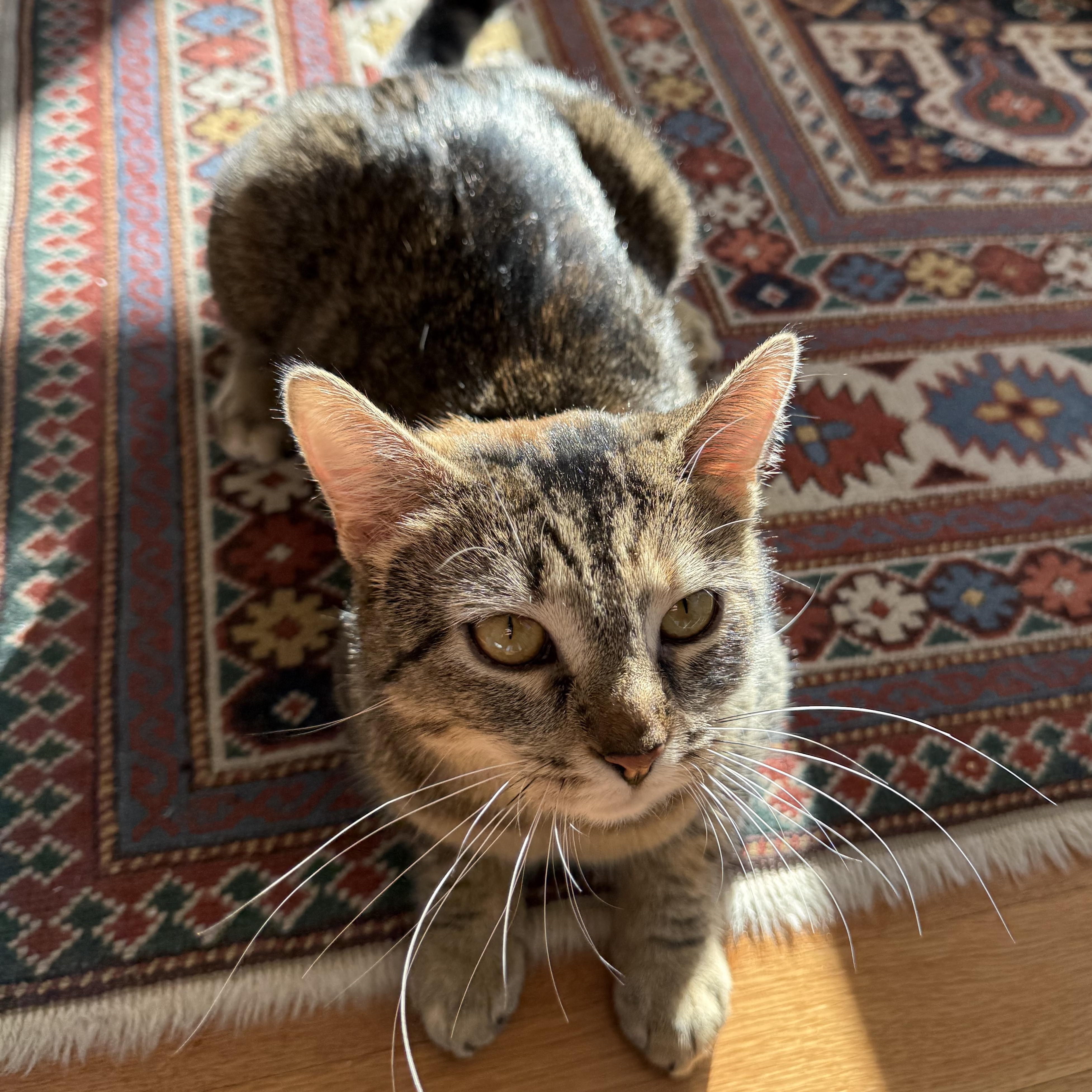 CHAMPAGNE, ADOPTABLE, Young Female Domestic Short Hair.