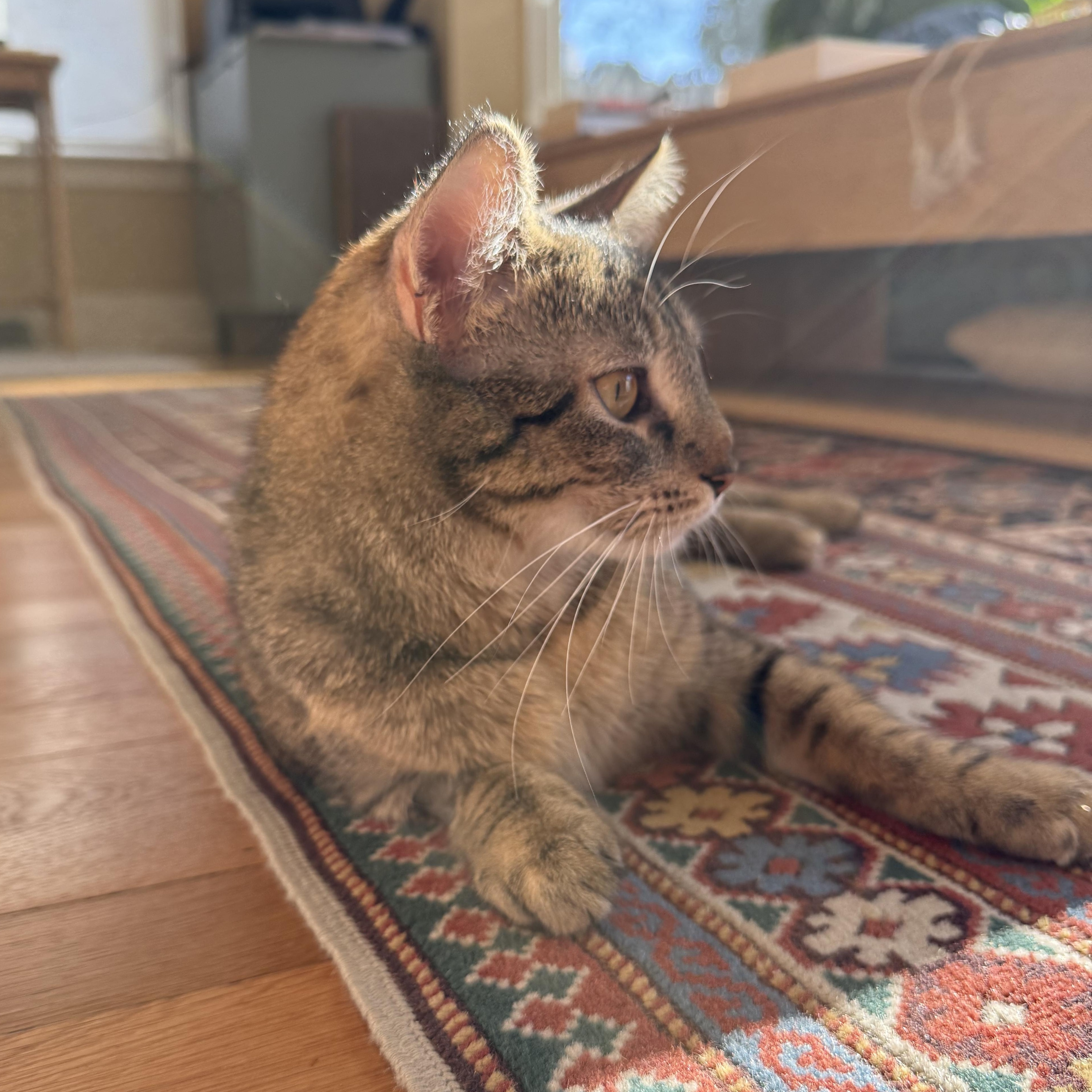 Enlarge CHAMPAGNE, a ADOPTABLE Domestic Short Hair in East Greenwich, RI image 2/6