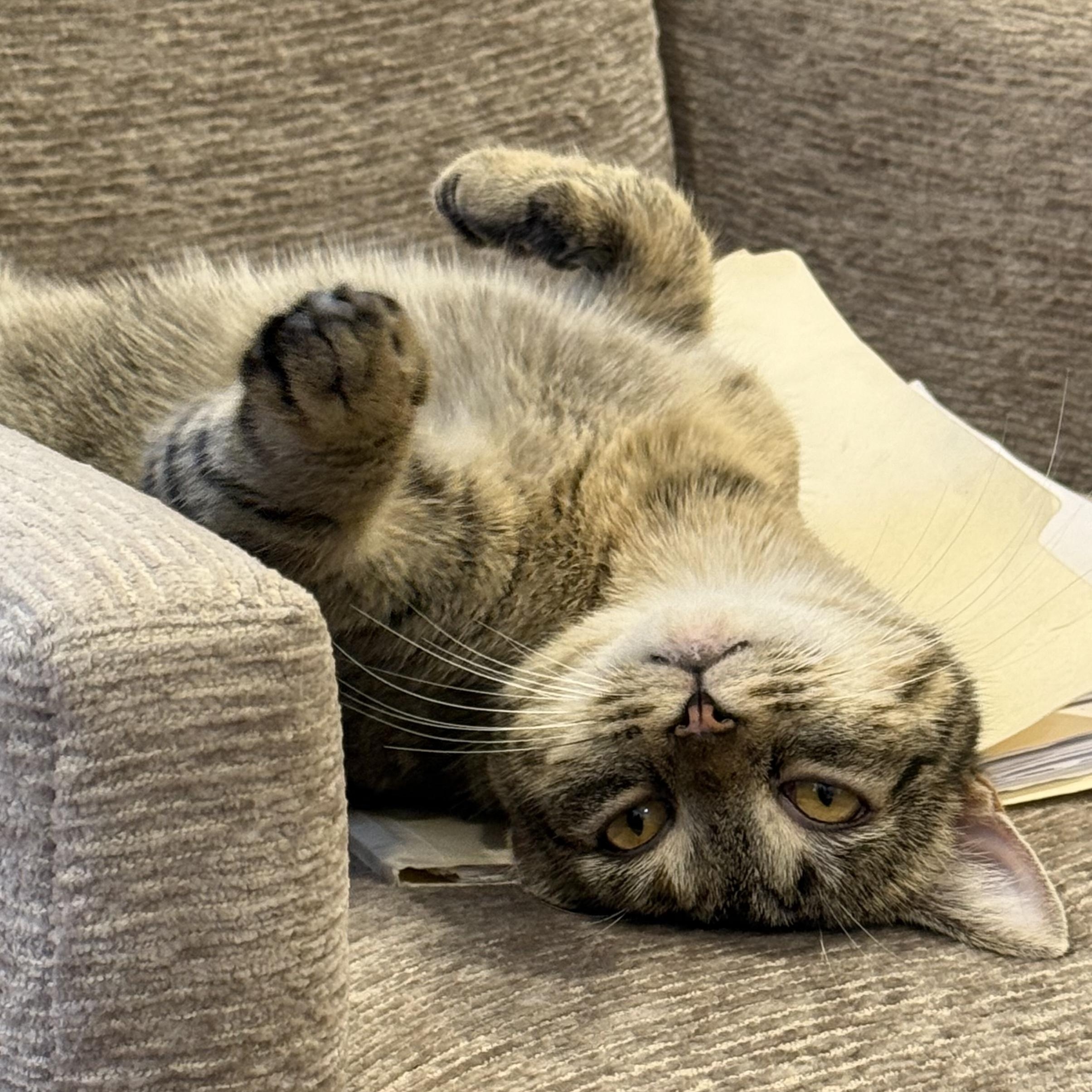 CHAMPAGNE, ADOPTABLE, Young Female Domestic Short Hair.