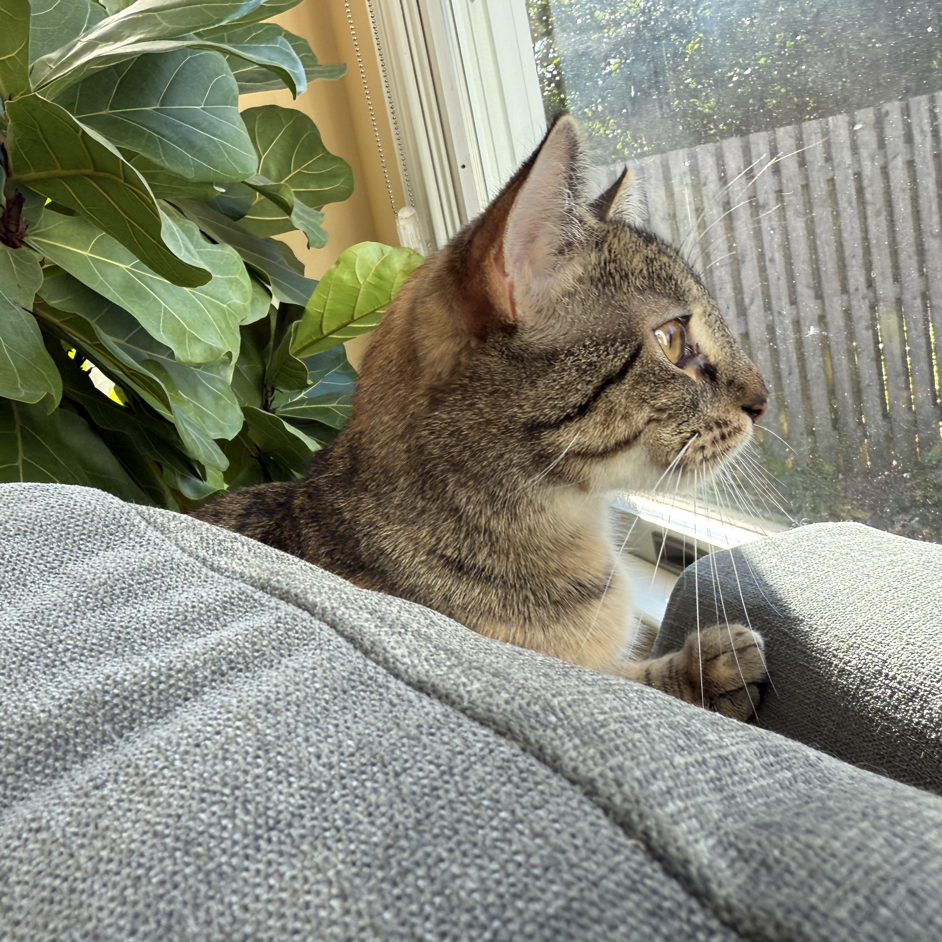 Enlarge CHAMPAGNE, a ADOPTABLE Domestic Short Hair in East Greenwich, RI image 4/6