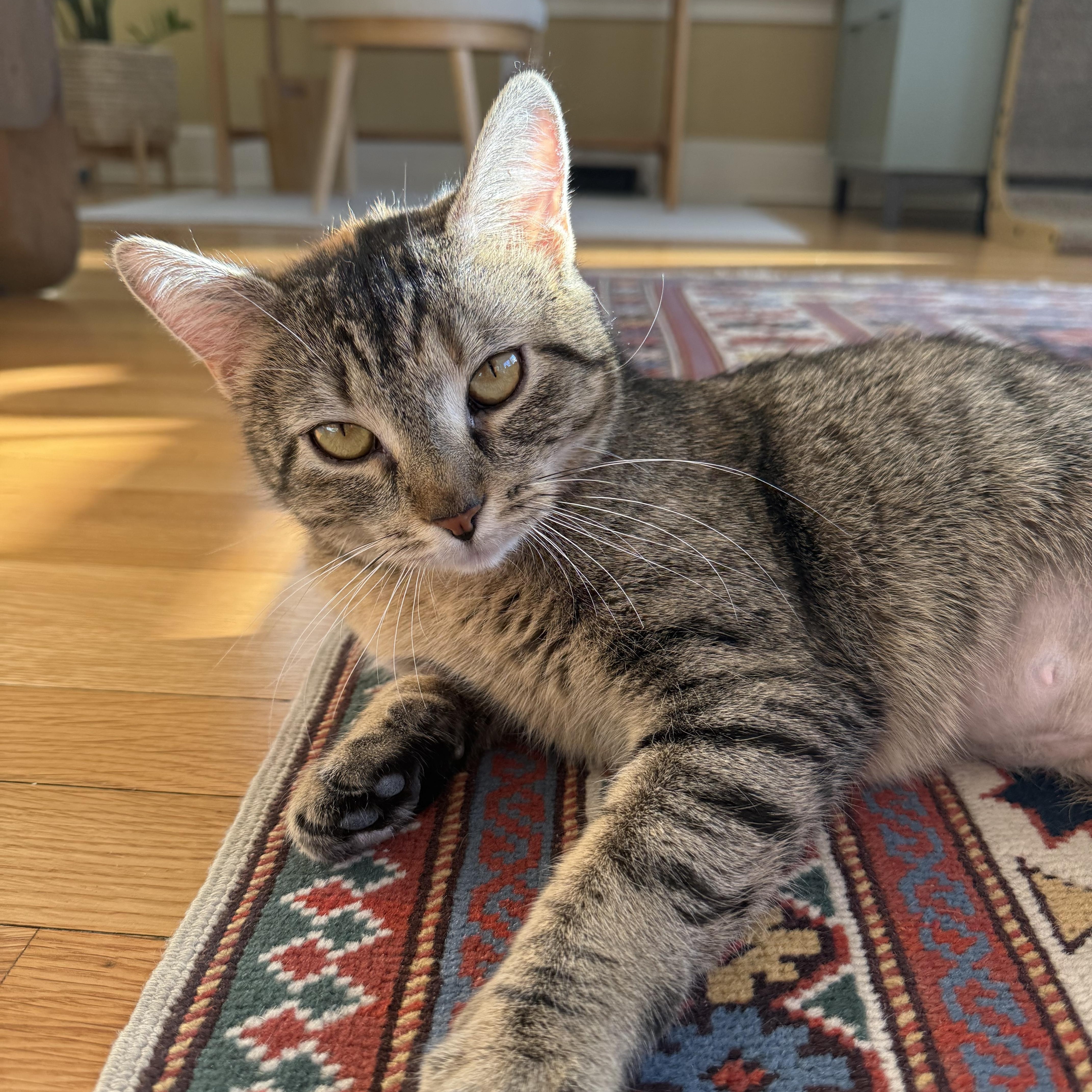 Enlarge CHAMPAGNE, a ADOPTABLE Domestic Short Hair in East Greenwich, RI image 5/6