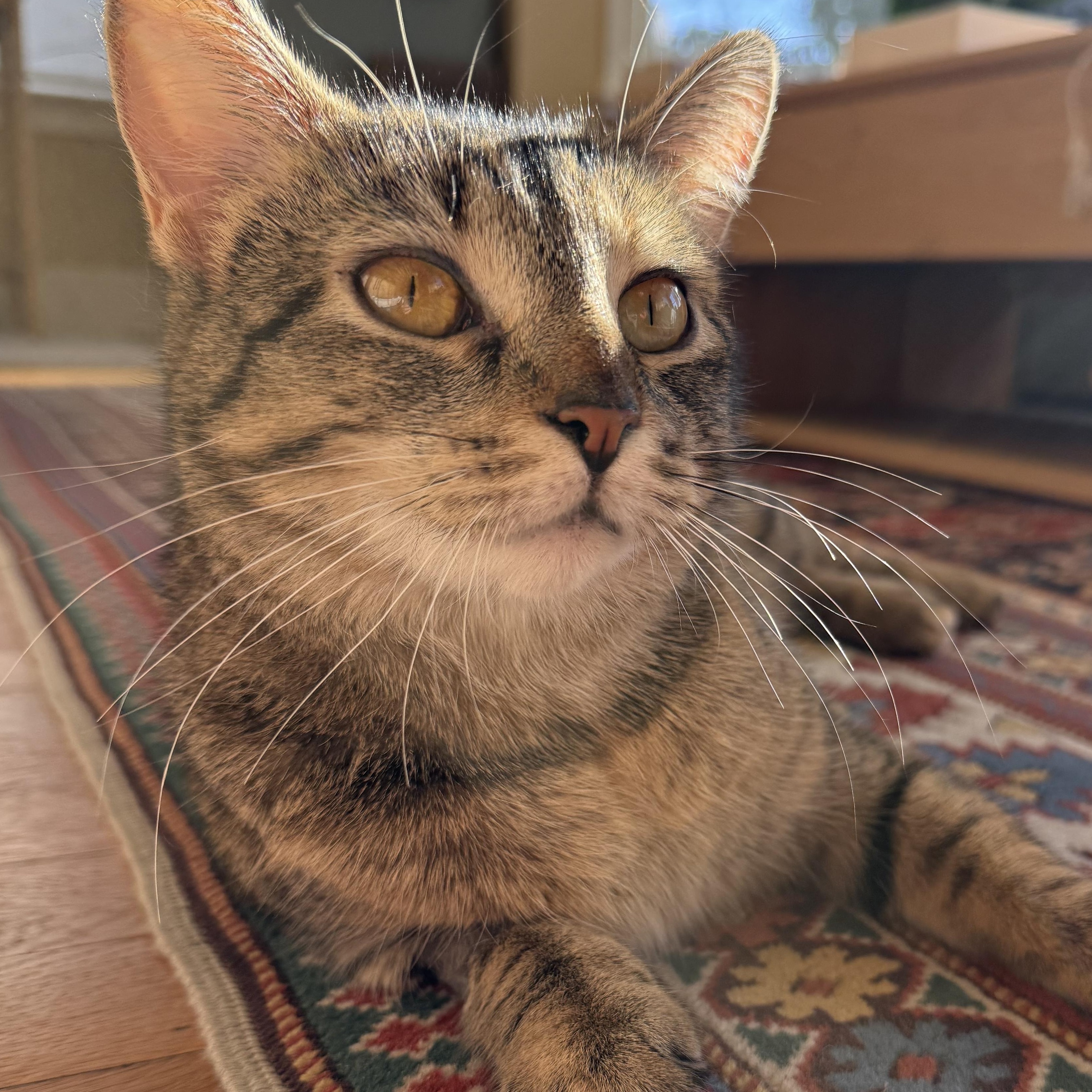 Enlarge CHAMPAGNE, a ADOPTABLE Domestic Short Hair in East Greenwich, RI image 6/6