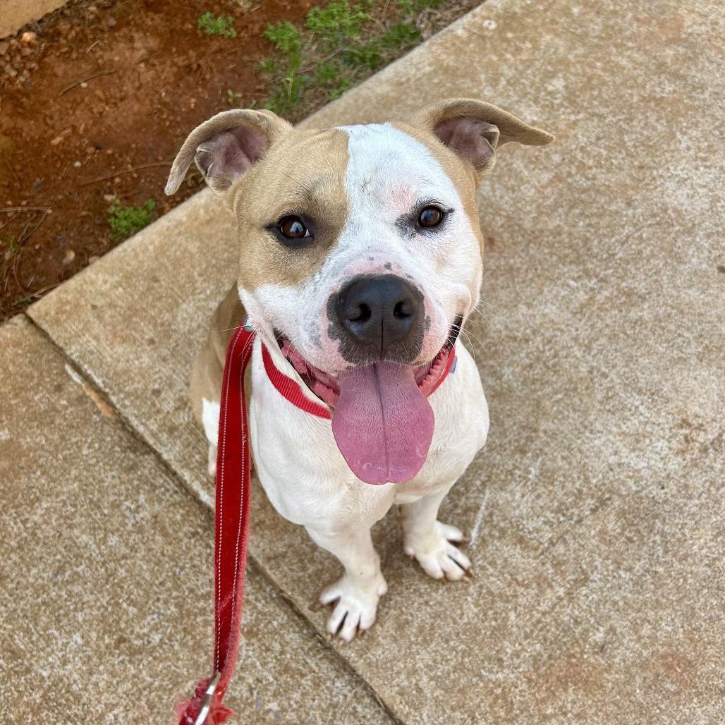 Pudge — thumbnail 2