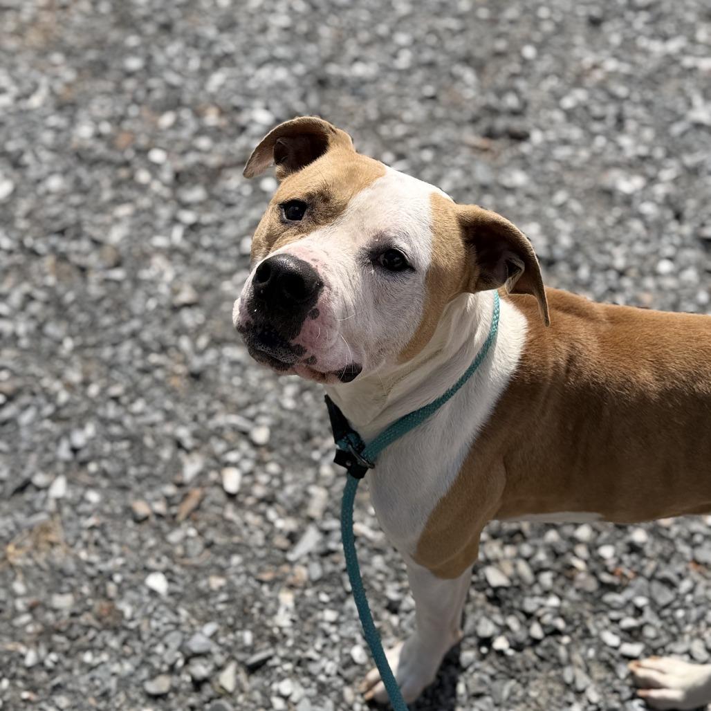 Pudge — thumbnail 3