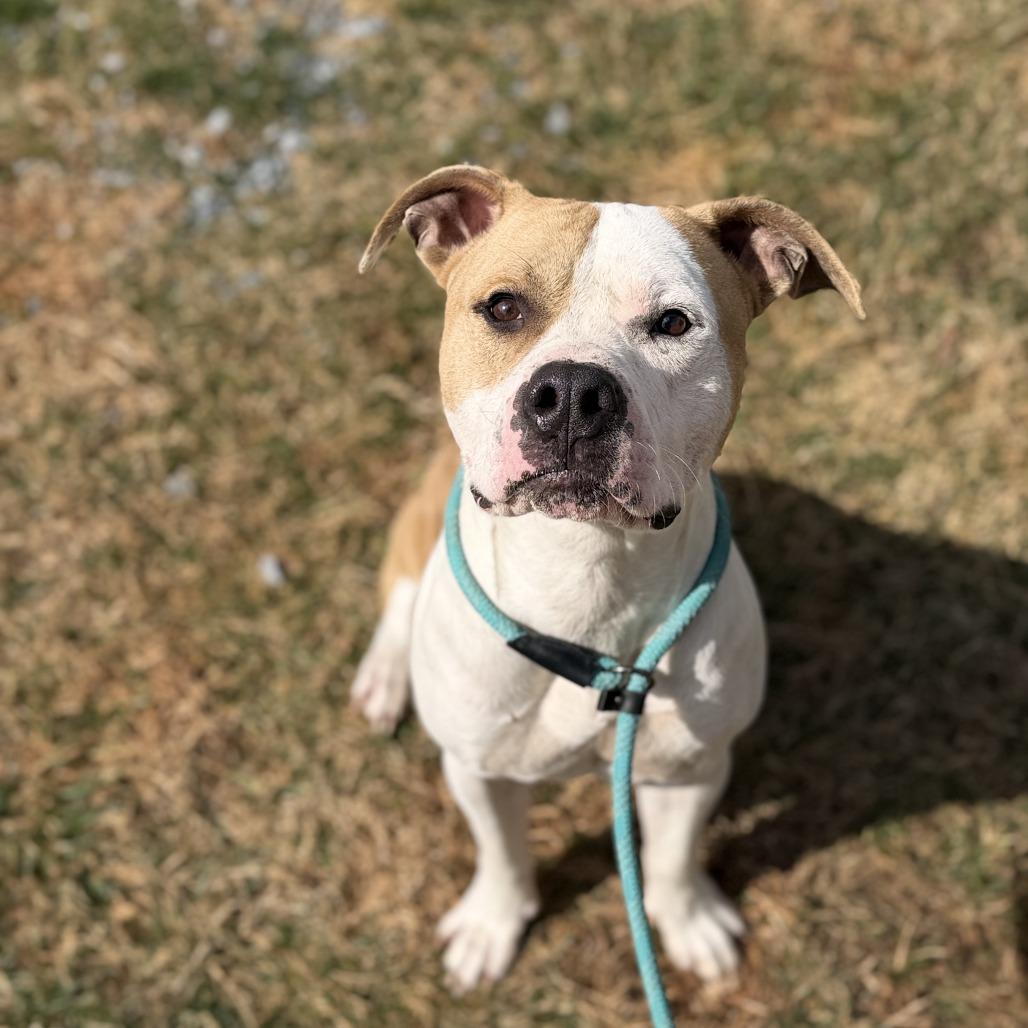 Pudge — thumbnail 4