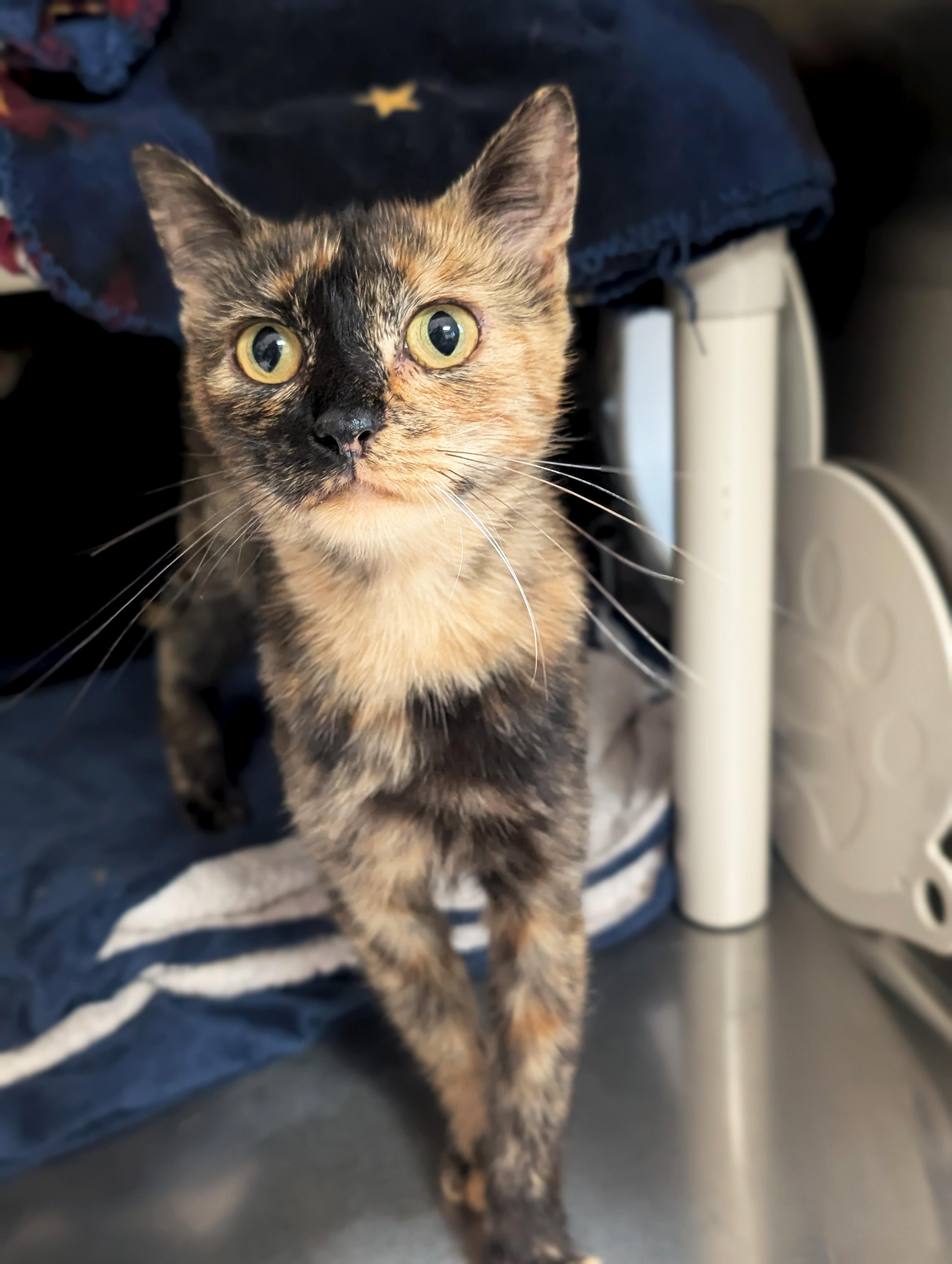 Enlarge Chili, a Adoptable Domestic Short Hair in Jefferson, WI image 2/2