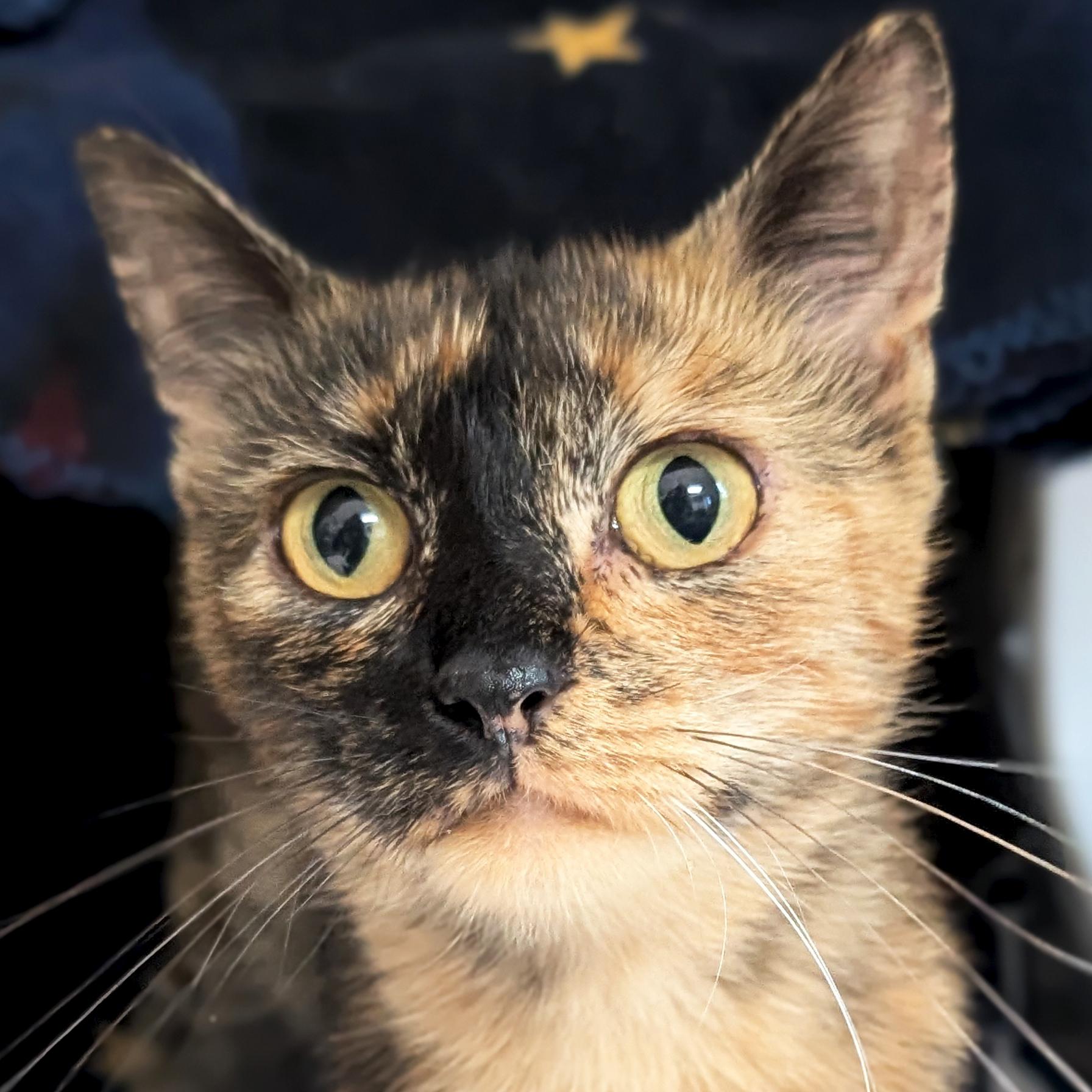 Chili, Adoptable, Adult Female Domestic Short Hair.