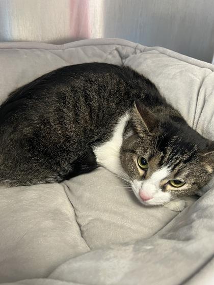 Enlarge Hanni, a Adoptable mixed breed in Houston, TX image 1/1