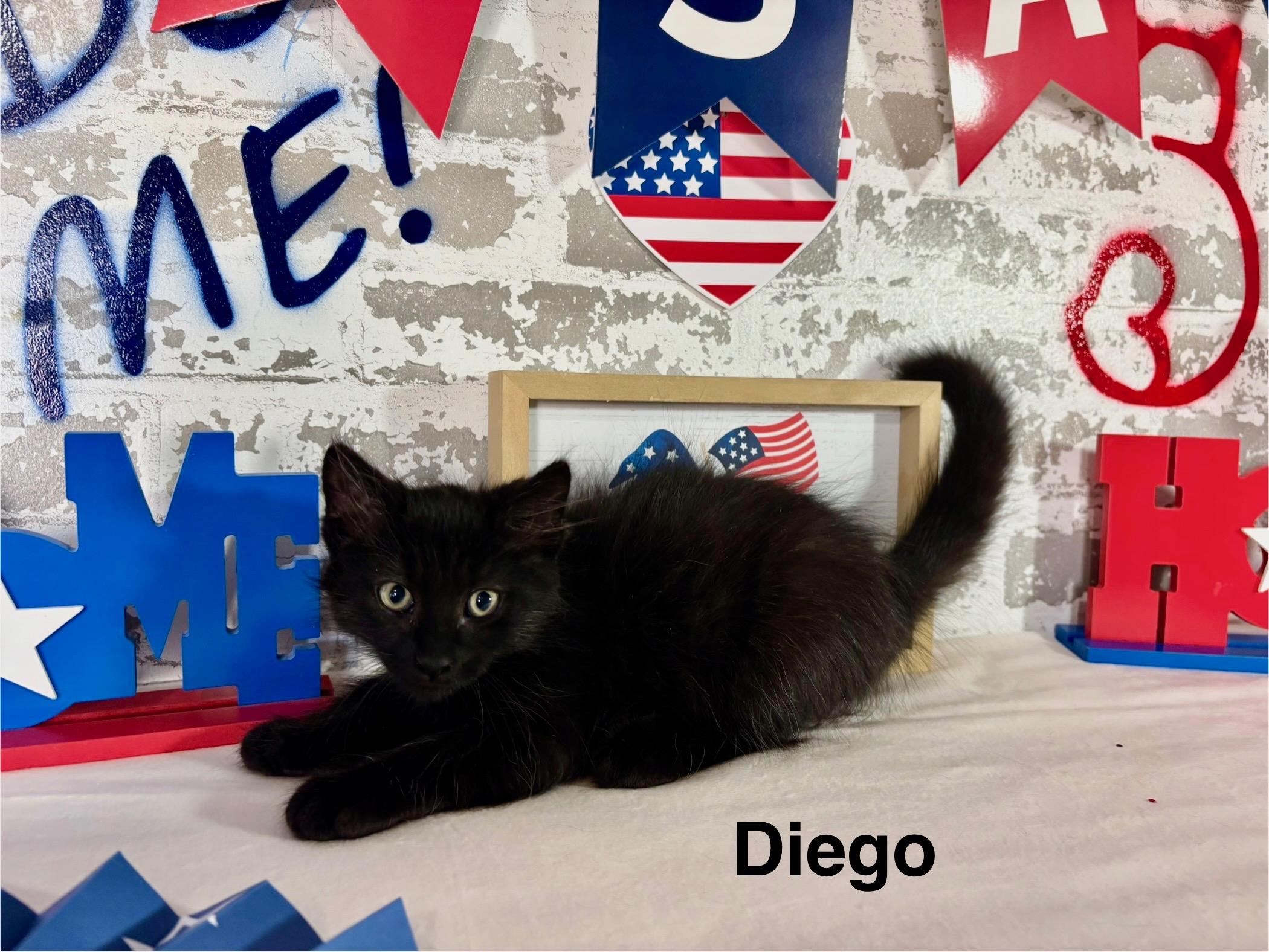 Diego, Baby Male Domestic Medium Hair