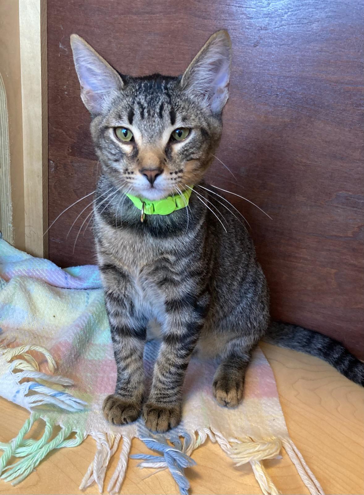Enlarge Lima, a ADOPTABLE mixed breed in Eureka, CA image 2/2