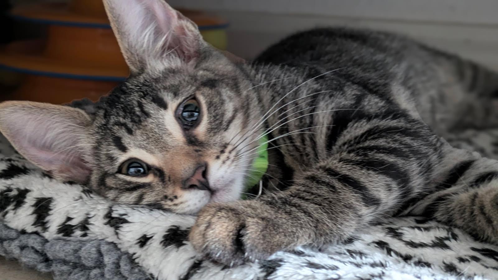 Lima, ADOPTABLE, Kitten Male Domestic Short Hair.
