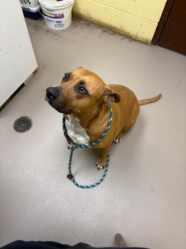 Lady Lardington, Adoptable, Adult Female American Staffordshire Terrier & Mixed Breed.
