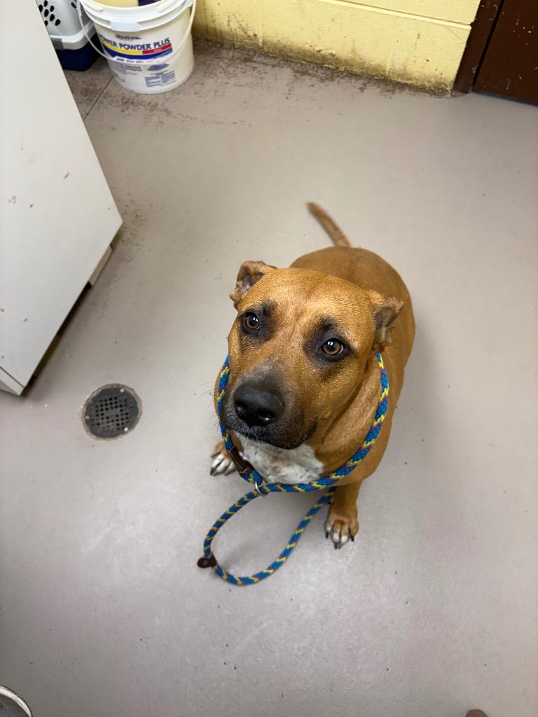 Lady Lardington, a Adoptable mixed breed in Crossville, TN image 2/3