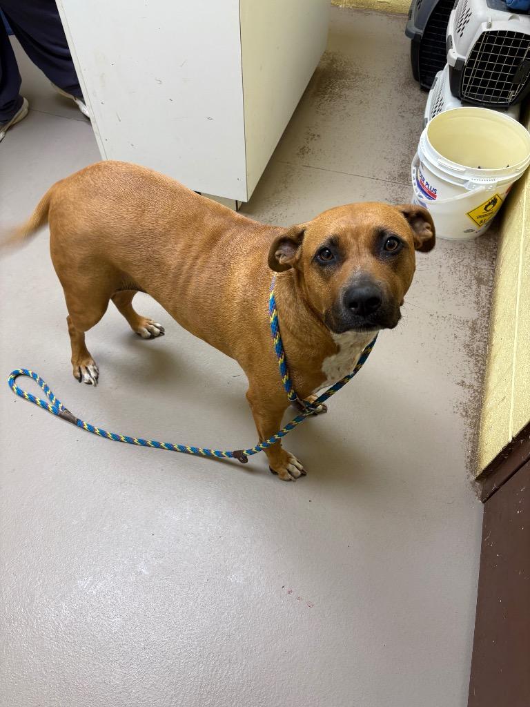 Lady Lardington, a Adoptable mixed breed in Crossville, TN image 3/3