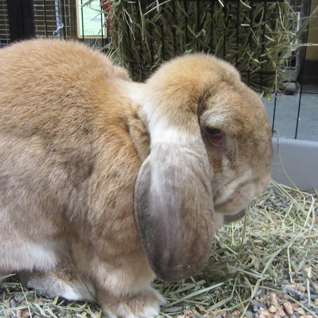 Enlarge Opus, a Adoptable French Lop in Newport, PA image 2/5