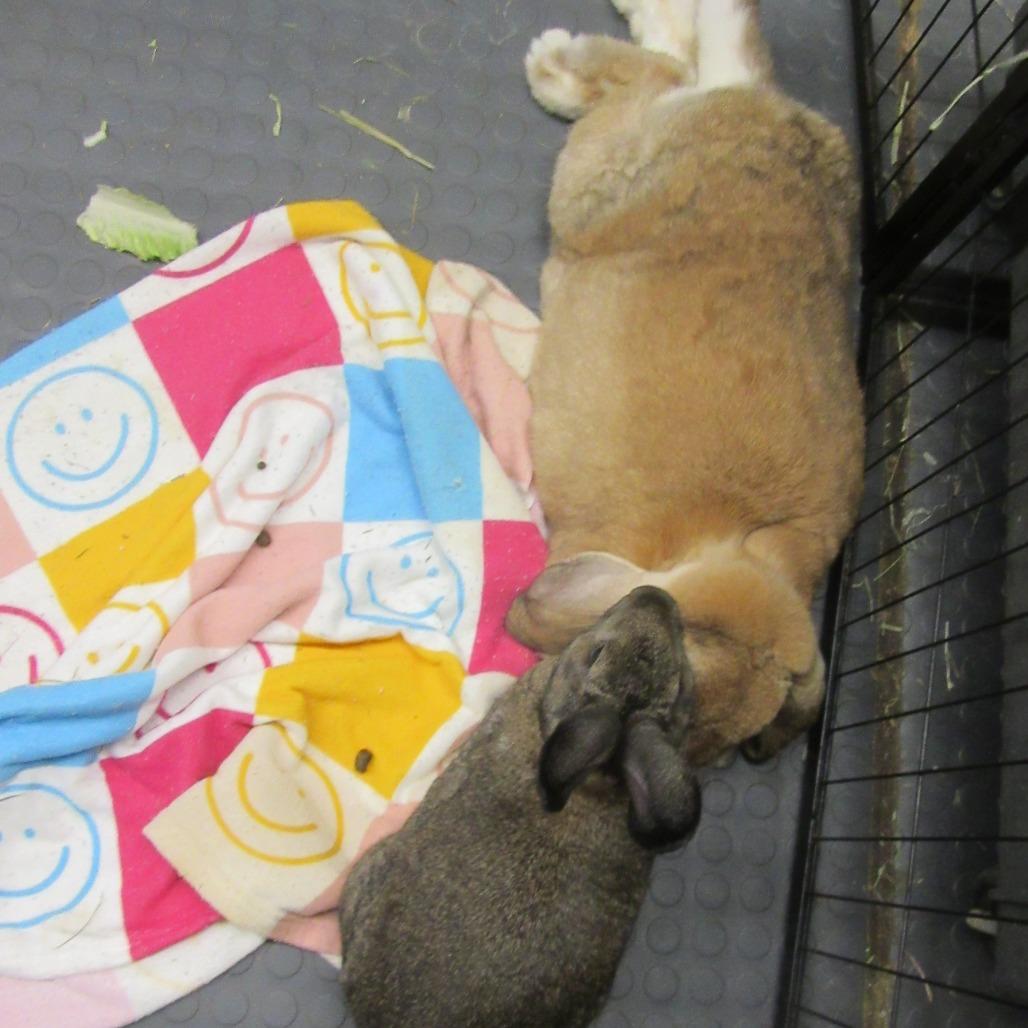 Enlarge Opus, a Adoptable French Lop in Newport, PA image 3/5