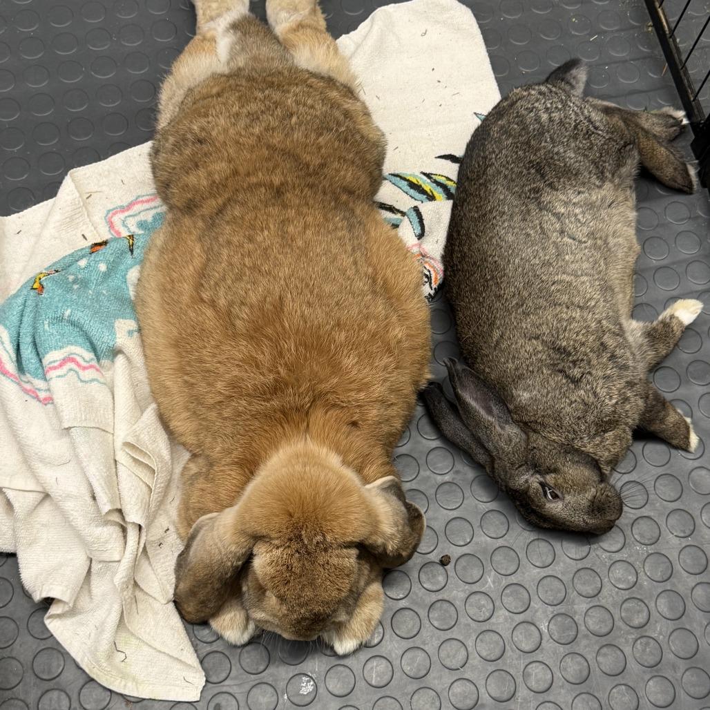 Enlarge Opus, a Adoptable French Lop in Newport, PA image 4/5
