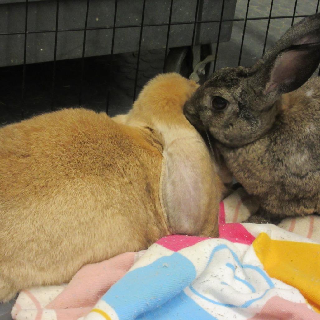 Enlarge Opus, a Adoptable French Lop in Newport, PA image 5/5