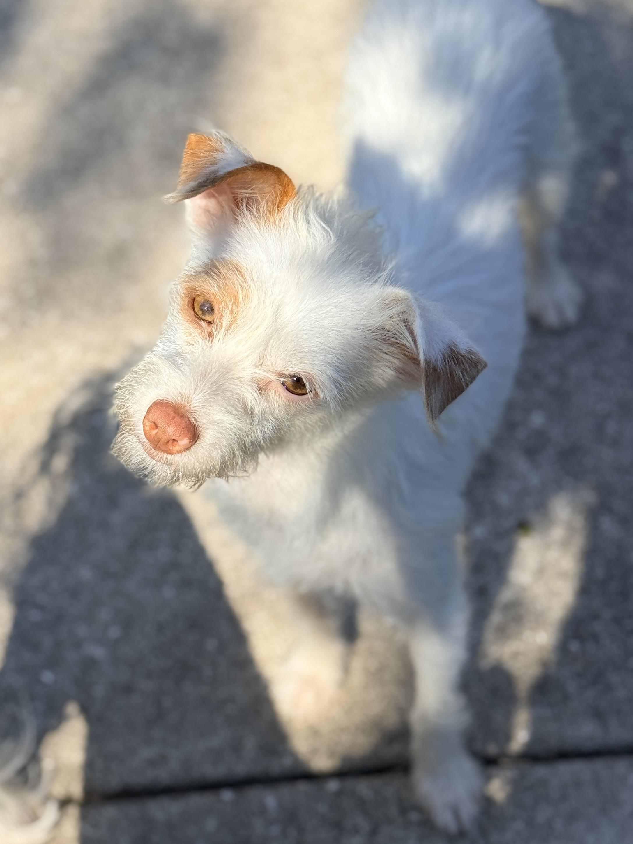 Enlarge Matilda - Queen of the Zoomies, a Adoptable mixed breed in Arlington, WA image 5/6