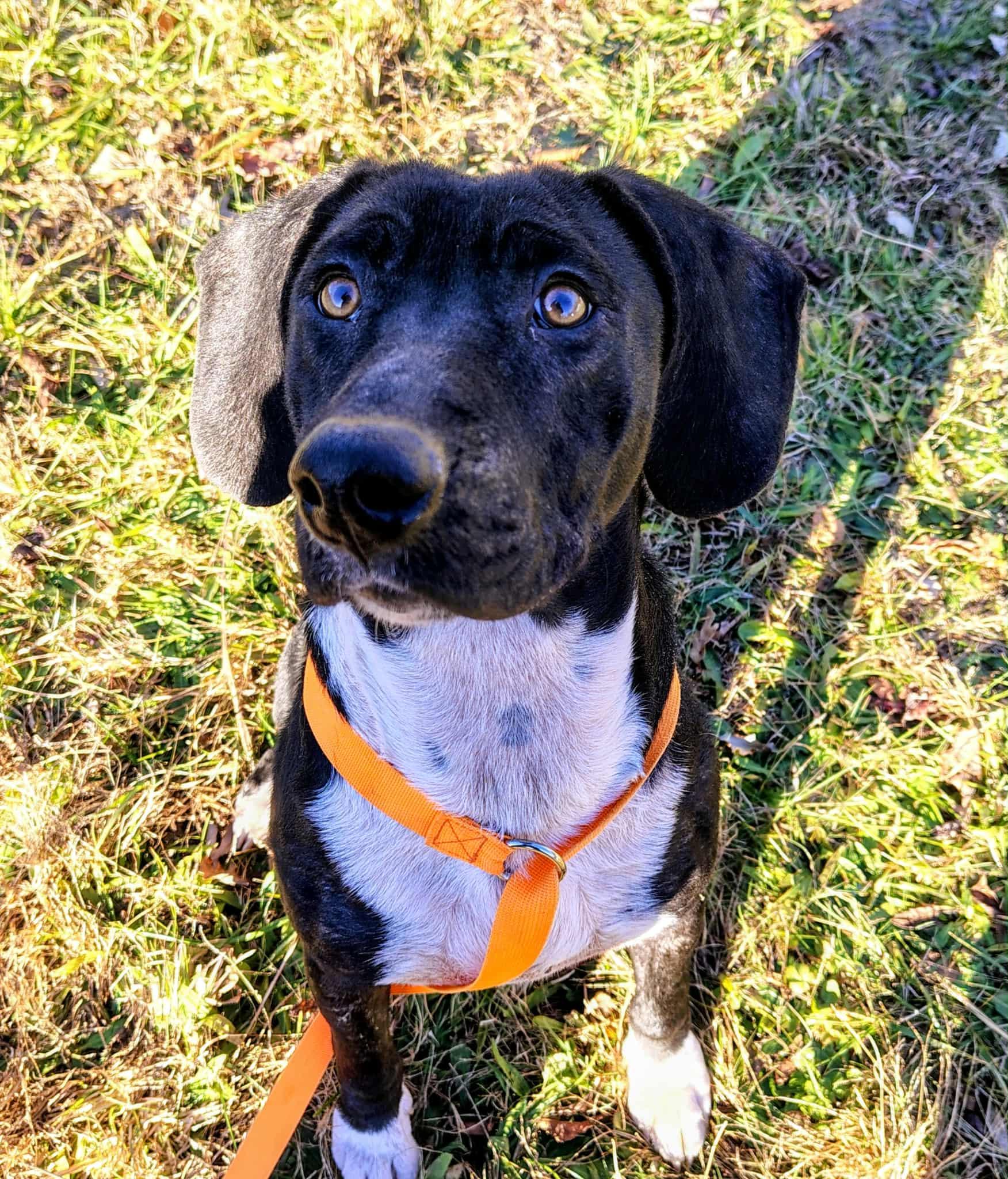 Goober, Adopted, Young Male Pit Bull Terrier & Basset Hound.