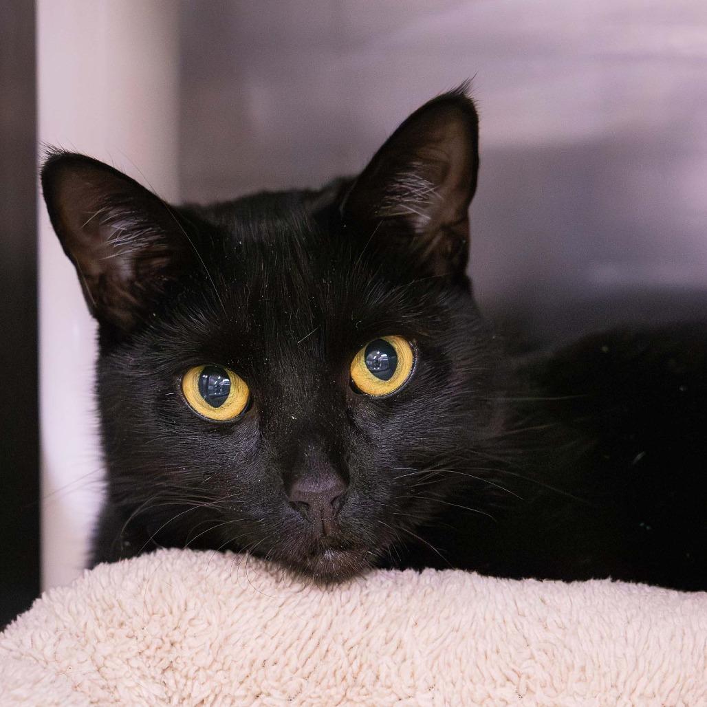 Sunny, Adoptable, Adult Female Domestic Short Hair.