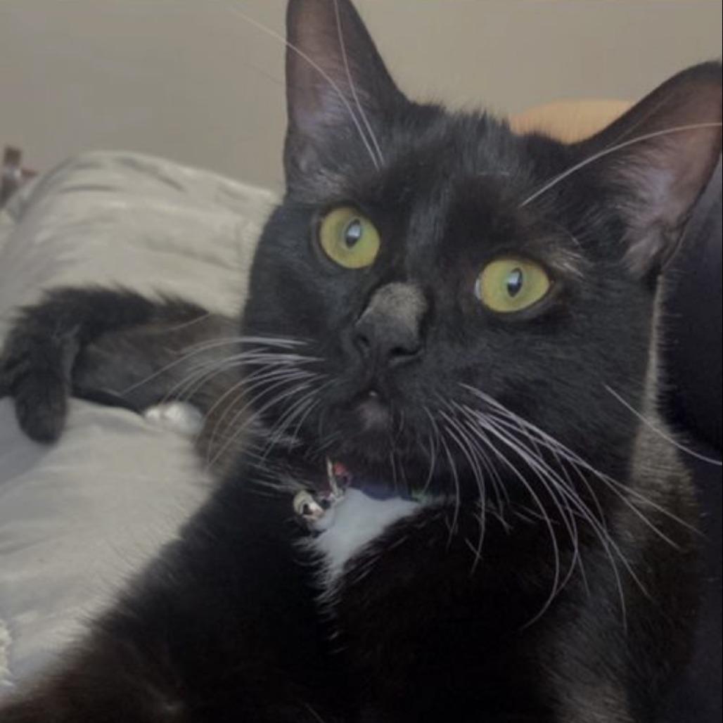 Michi — thumbnail 2