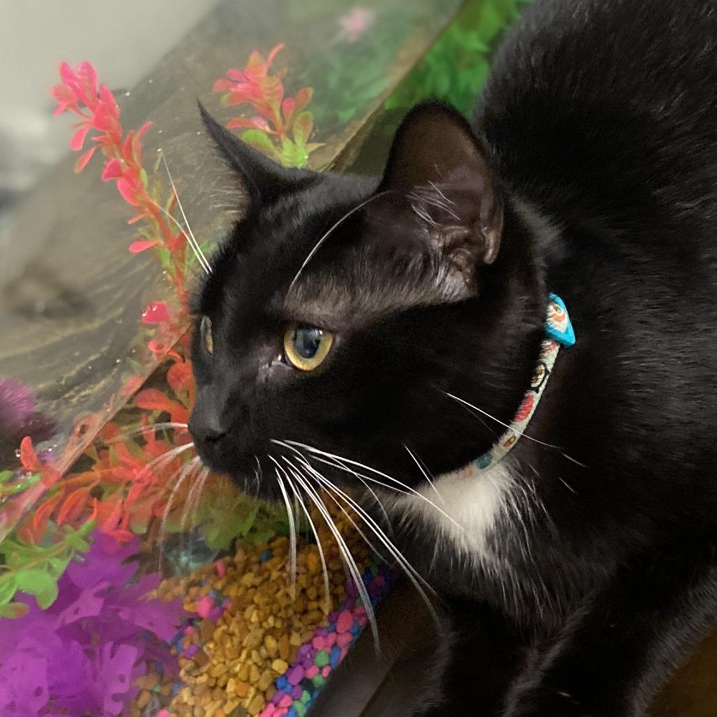 Michi — thumbnail 3