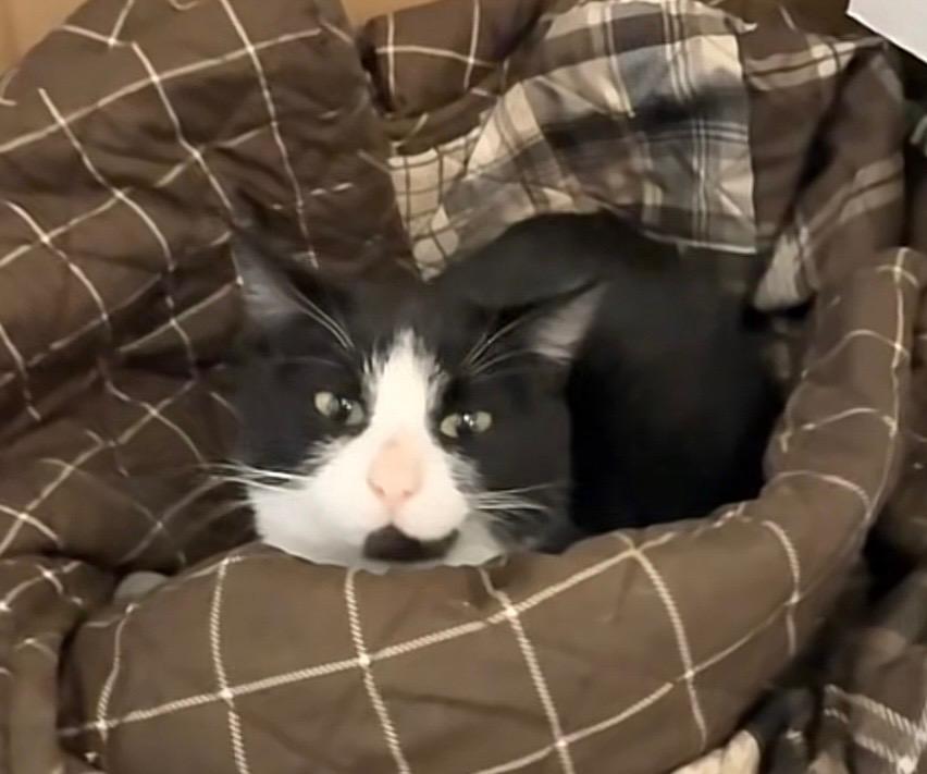 Miss Kitty , a ADOPTABLE Domestic Short Hair in Pocatello, ID image 3/4