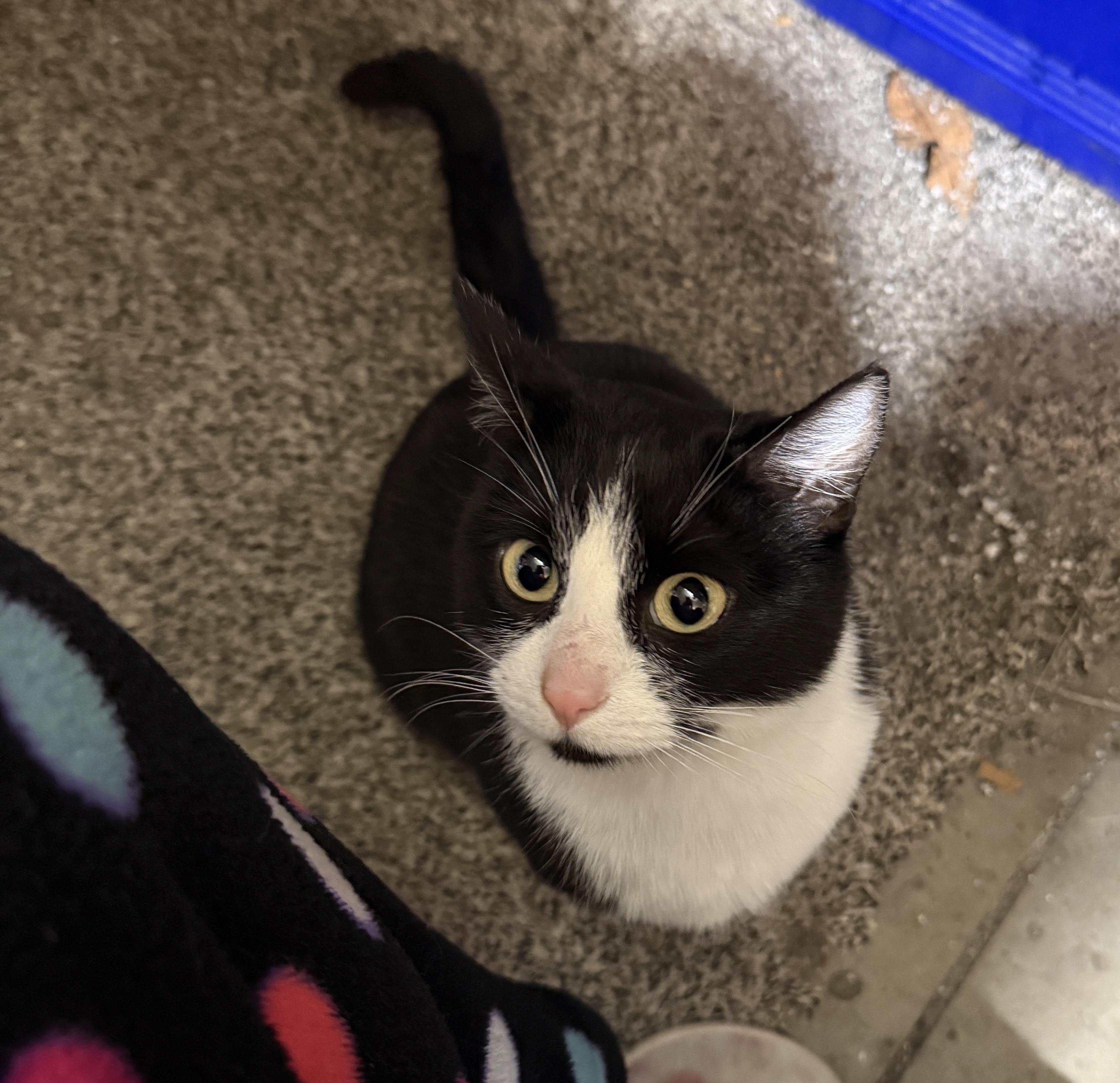 Miss Kitty , a ADOPTABLE Domestic Short Hair in Pocatello, ID image 4/4