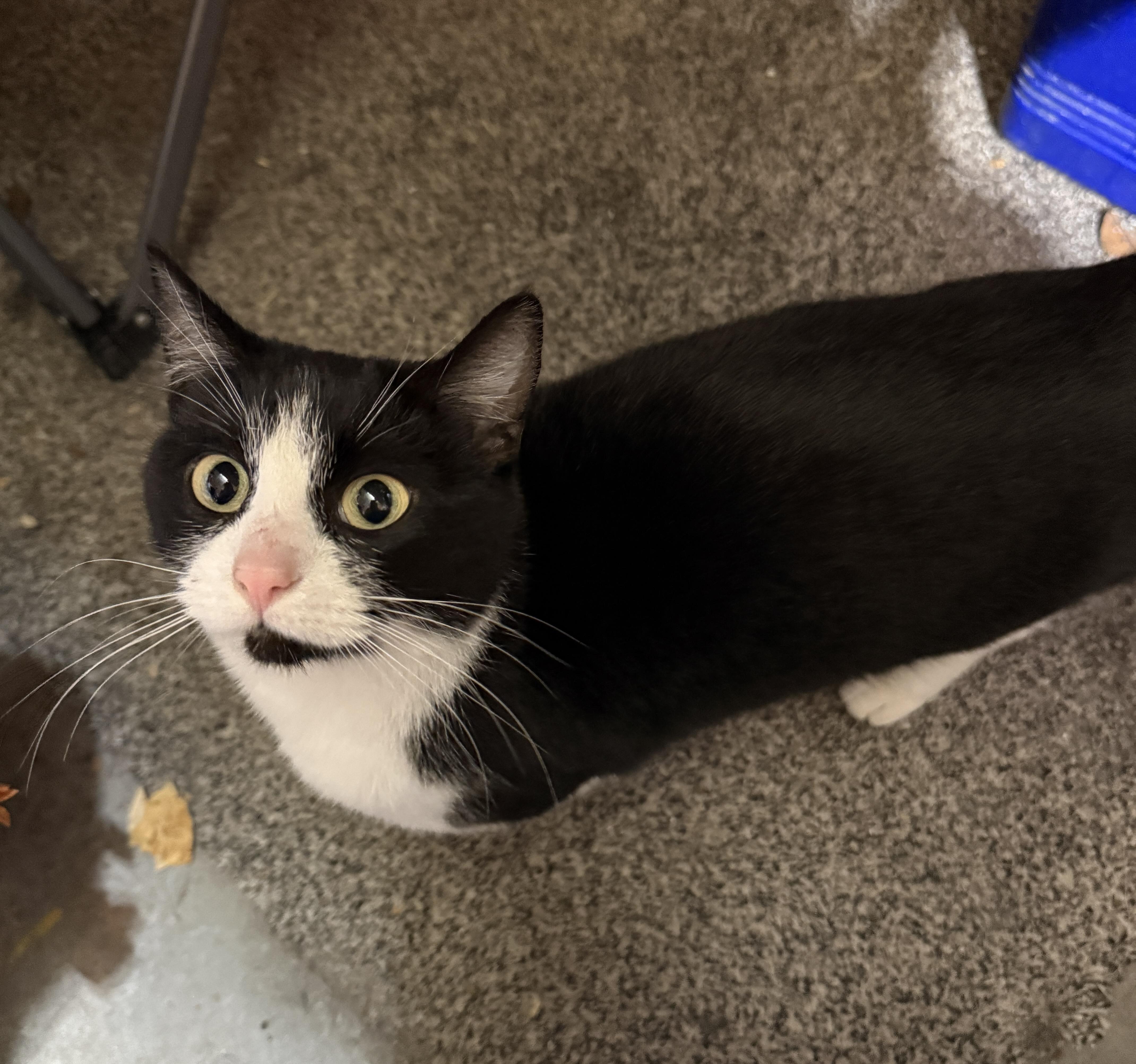 Miss Kitty , a ADOPTABLE Domestic Short Hair in Pocatello, ID image 2/4