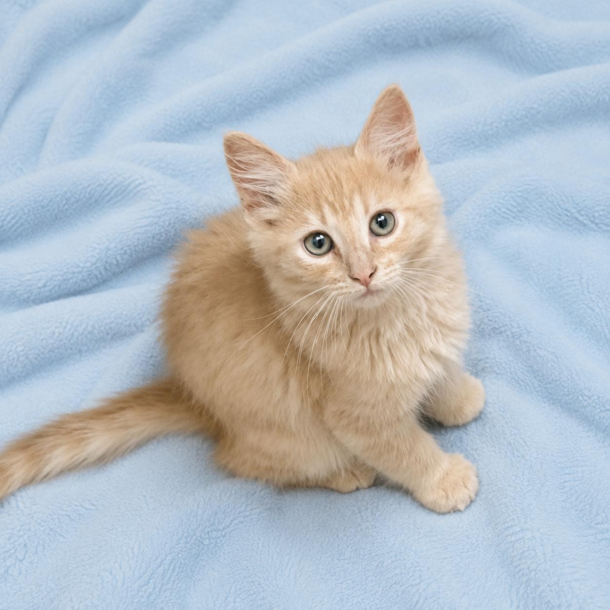 Pyro, an adoptable mixed breed in Long Beach, WA image 1/4