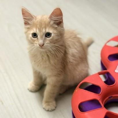 Pyro, an adoptable mixed breed in Long Beach, WA image 3/4