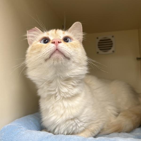 Enlarge Dabbie, a Adoptable mixed breed in Silverdale, WA image 1/1