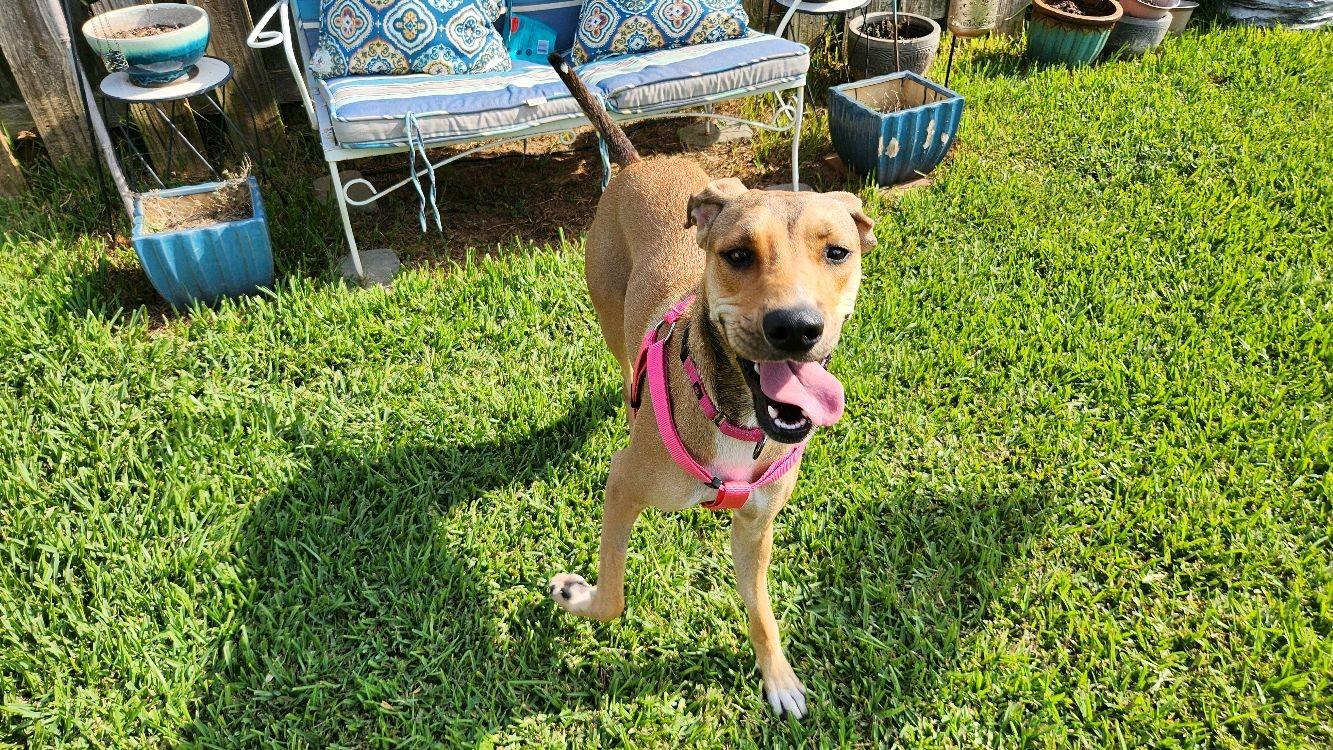 Enlarge Sadie Rose, a Adoptable Hound in North Augusta, SC image 3/6