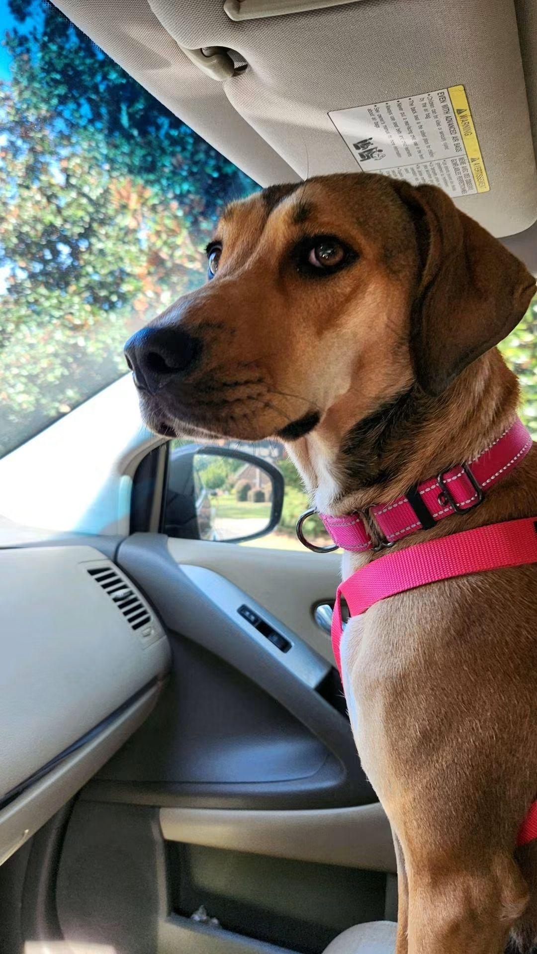 Enlarge Sadie Rose, a Adoptable mixed breed in North Augusta, SC image 3/6