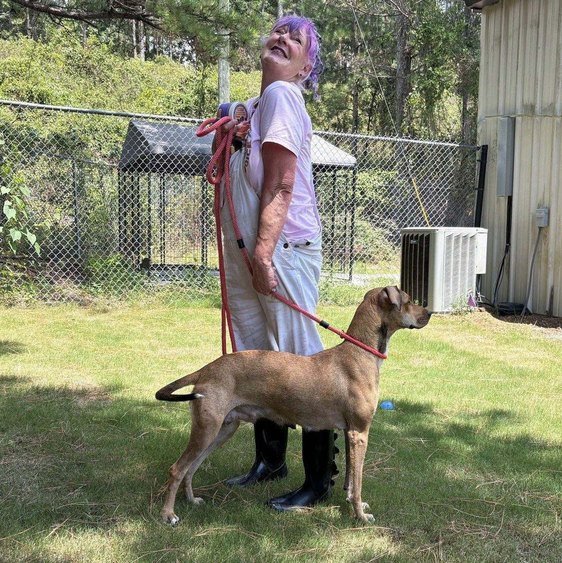 Sadie Rose, a Adoptable Hound in North Augusta, SC image 3/5