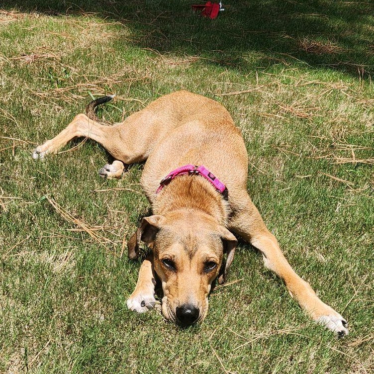 Sadie Rose, a Adoptable Hound in North Augusta, SC image 5/5