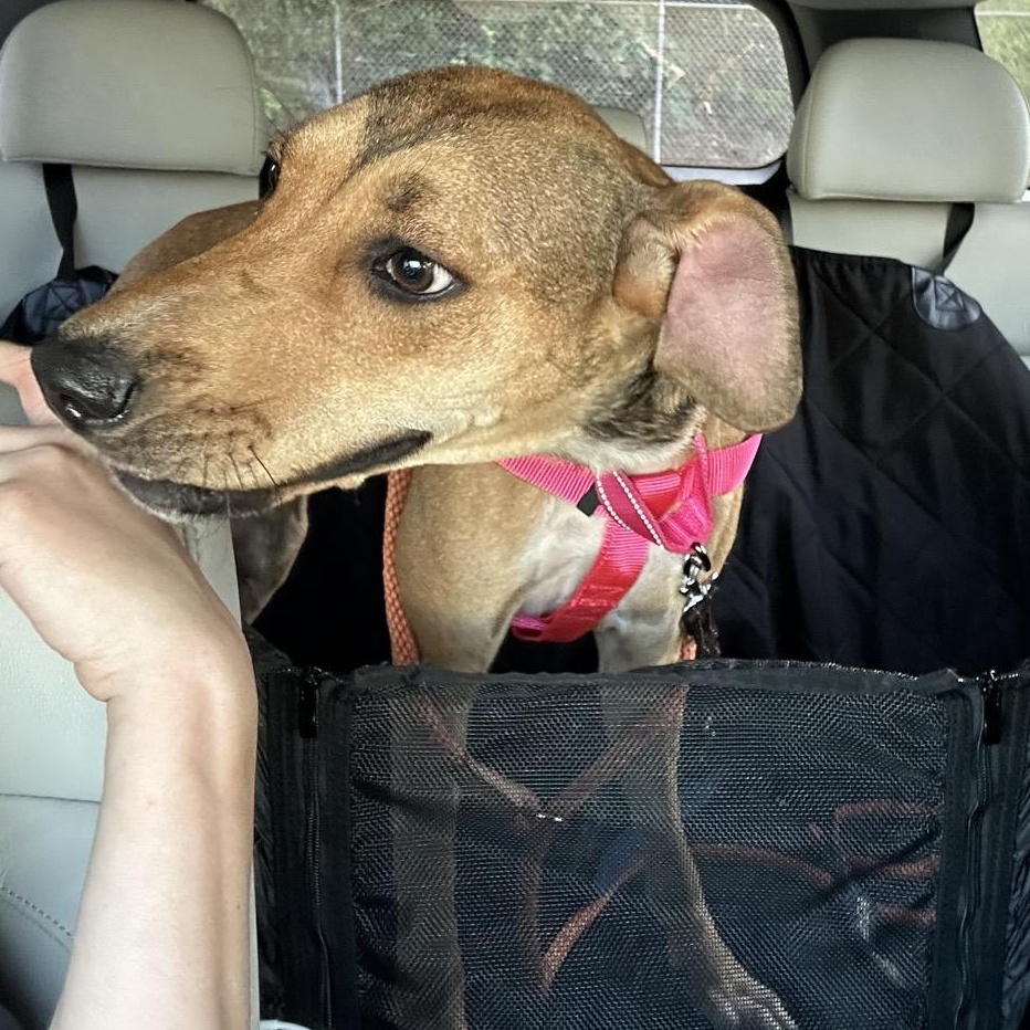 Sadie Rose, Adoptable, Adult Female Hound.