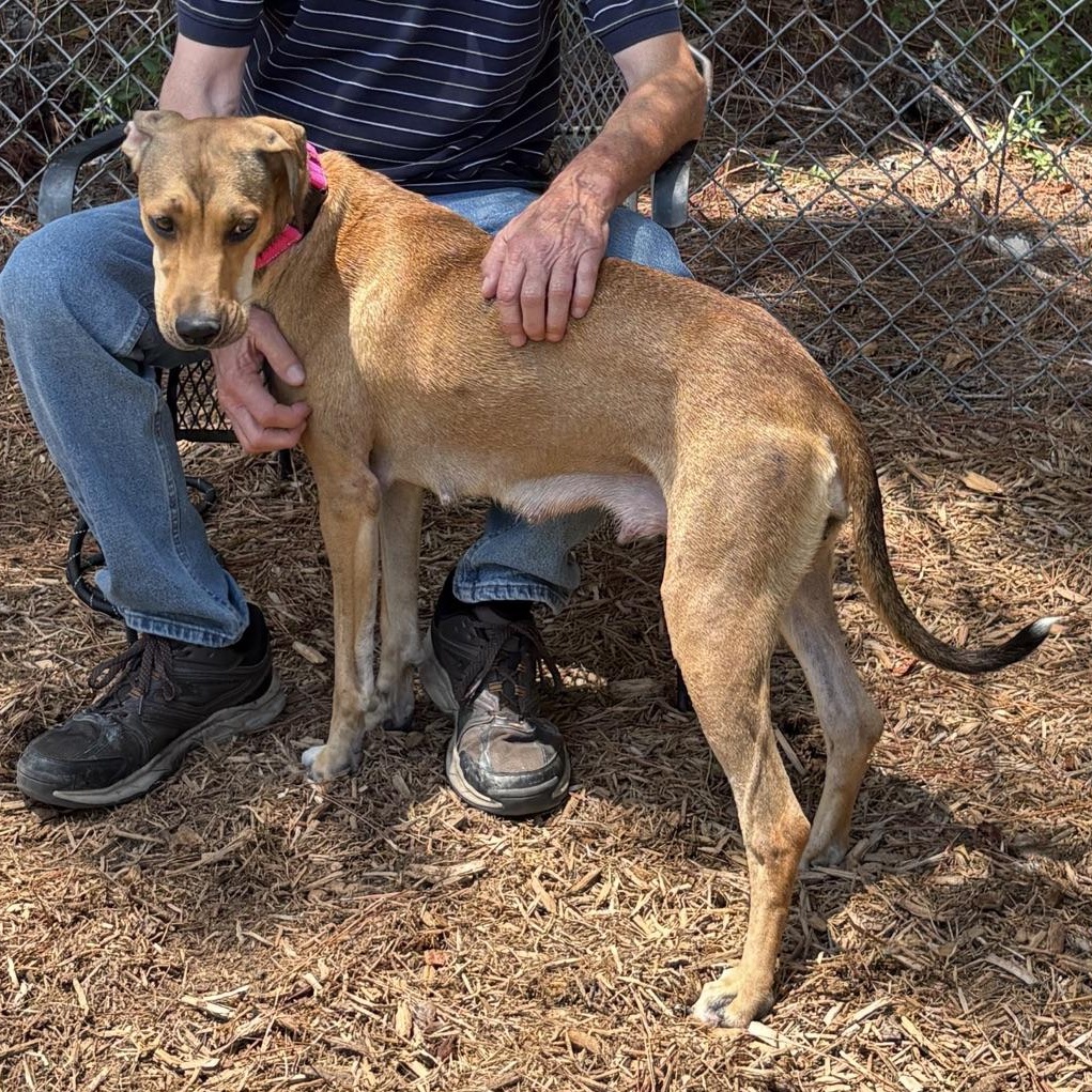 Sadie Rose, a Adoptable Hound in North Augusta, SC image 2/5