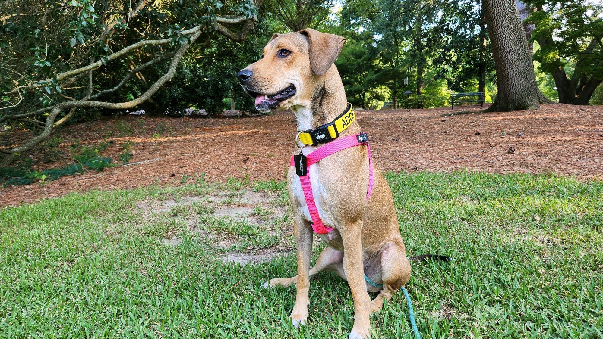 Enlarge Sadie Rose, a Adoptable mixed breed in North Augusta, SC image 2/6