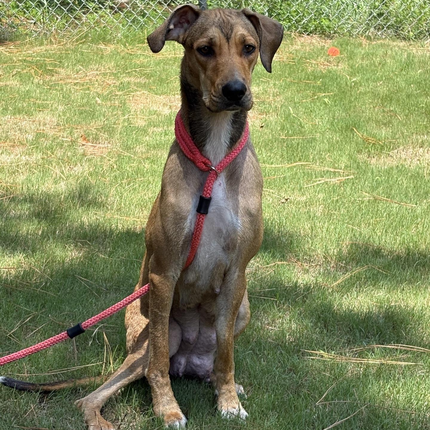 Sadie Rose, a Adoptable Hound in North Augusta, SC image 4/5